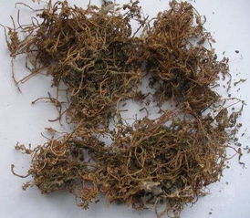 菠蘿香蕉苦瓜酵素的市場價格分析及植物提取物研發趨勢