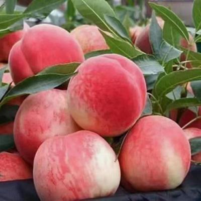 蜜桃批發(fā)新亮點(diǎn) 甘肅天水秦安蜜桃4.00元/斤，成熟上市正當(dāng)時(shí)